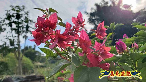 楊梅福人步道-莊迷糊-保甲古道-東森山林步道8形 (59).jpg