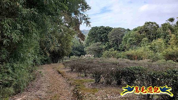 楊梅福人步道-莊迷糊-保甲古道-東森山林步道8形 (81).jpg