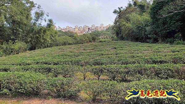 楊梅福人步道-莊迷糊-保甲古道-東森山林步道8形 (82).jpg 楊梅福人步道-莊迷糊-保甲古道-東森山林步道8形 (82).jpg