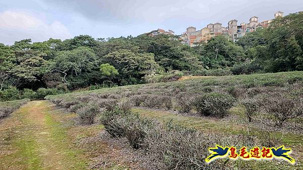 楊梅福人步道-莊迷糊-保甲古道-東森山林步道8形 (80).jpg 楊梅福人步道-莊迷糊-保甲古道-東森山林步道8形 (80).jpg