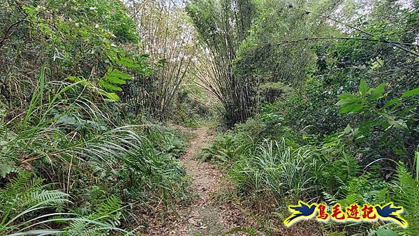 楊梅福人步道-莊迷糊-保甲古道-東森山林步道8形 (91).jpg