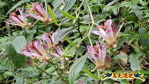 楊梅福人步道-莊迷糊-保甲古道-東森山林步道8形 (109).jpg