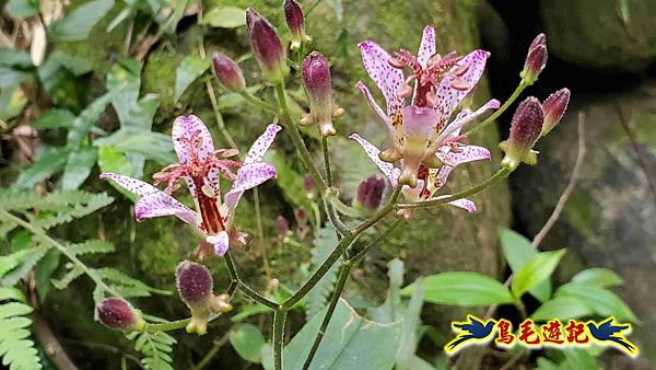 楊梅福人步道-莊迷糊-保甲古道-東森山林步道8形 (108).jpg 楊梅福人步道-莊迷糊-保甲古道-東森山林步道8形 (108).jpg