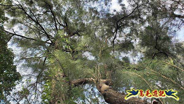 楊梅福人步道-莊迷糊-保甲古道-東森山林步道8形 (119).jpg