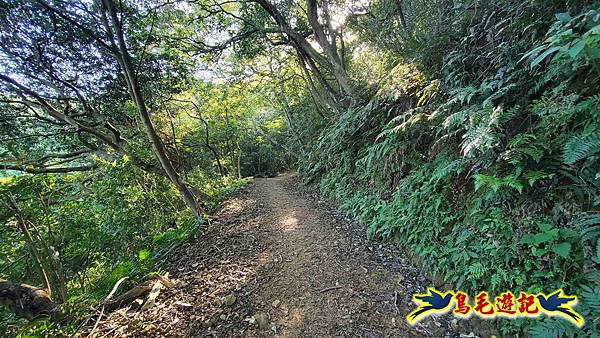 桃園大湖坑步道-大棟山-秋壇山-青龍嶺-樹林車站 (34).jpg