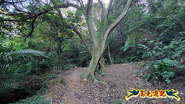 桃園大湖坑步道-大棟山-秋壇山-青龍嶺-樹林車站 (35).jpg
