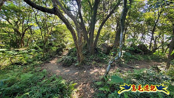 桃園大湖坑步道-大棟山-秋壇山-青龍嶺-樹林車站 (38).jpg