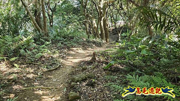 桃園大湖坑步道-大棟山-秋壇山-青龍嶺-樹林車站 (39).jpg