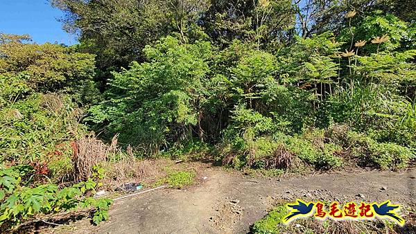 桃園大湖坑步道-大棟山-秋壇山-青龍嶺-樹林車站 (51).jpg