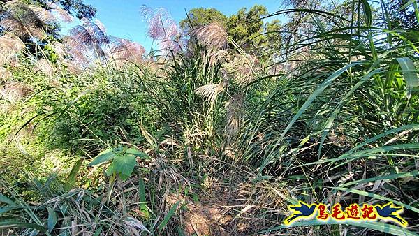 桃園大湖坑步道-大棟山-秋壇山-青龍嶺-樹林車站 (53).jpg