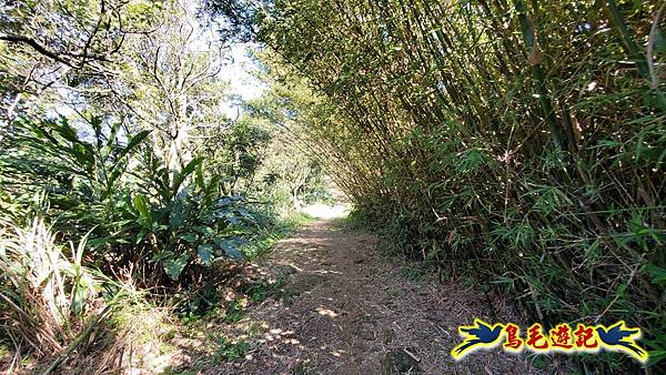 桃園大湖坑步道-大棟山-秋壇山-青龍嶺-樹林車站 (54).jpg
