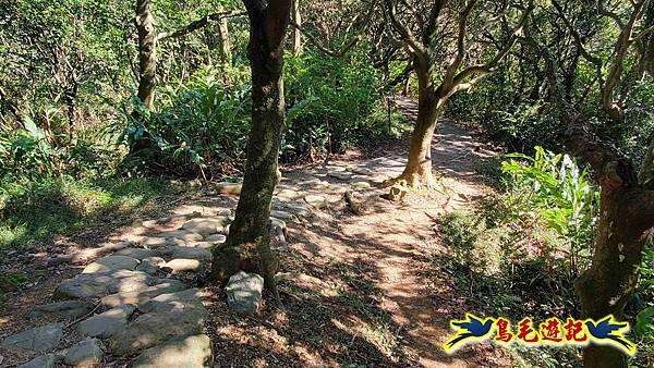 桃園大湖坑步道-大棟山-秋壇山-青龍嶺-樹林車站 (63).jpg