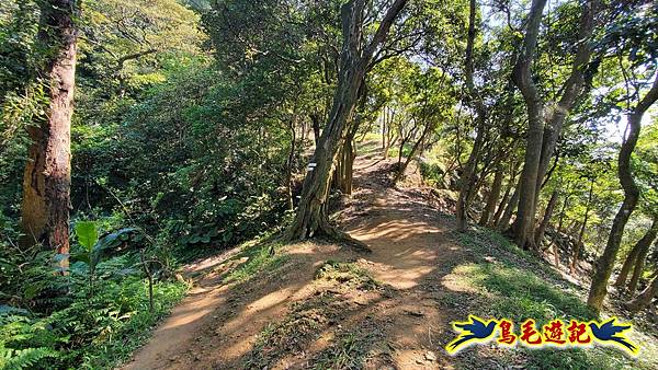 桃園大湖坑步道-大棟山-秋壇山-青龍嶺-樹林車站 (69).jpg