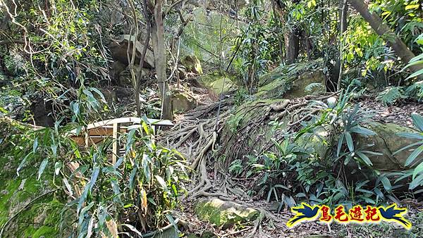 桃園大湖坑步道-大棟山-秋壇山-青龍嶺-樹林車站 (77).jpg