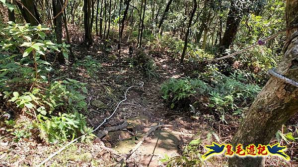 桃園大湖坑步道-大棟山-秋壇山-青龍嶺-樹林車站 (80).jpg