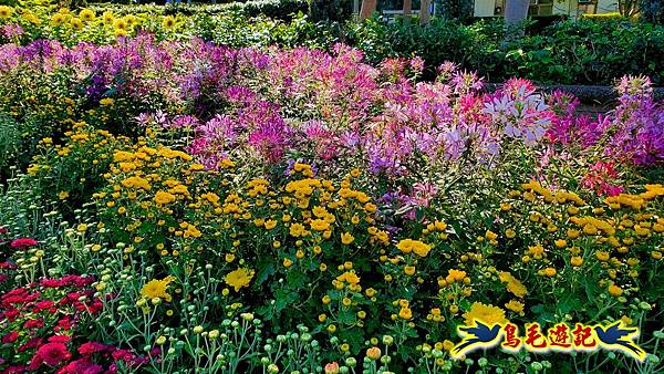 2025士林官邸菊展 (2).jpg