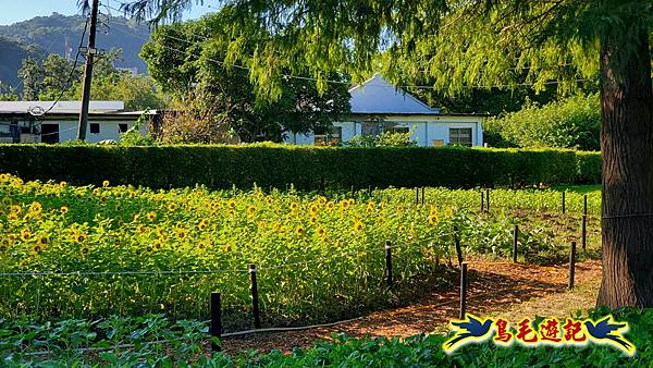 2025士林官邸菊展 (1).jpg