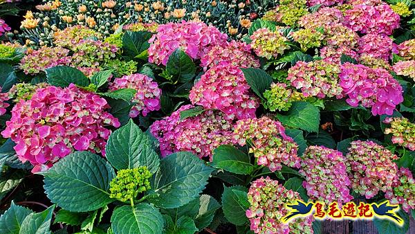 2025士林官邸菊展 (4).jpg