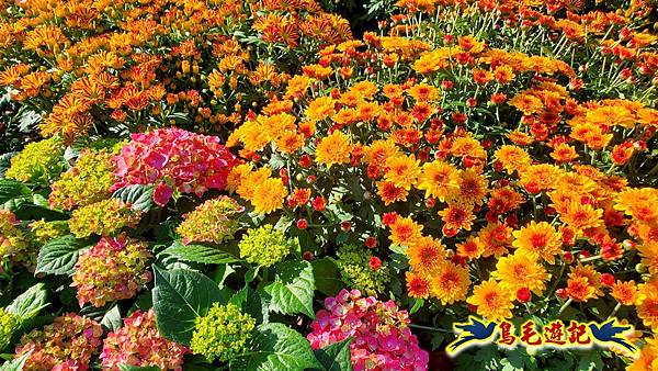 2025士林官邸菊展 (3).jpg