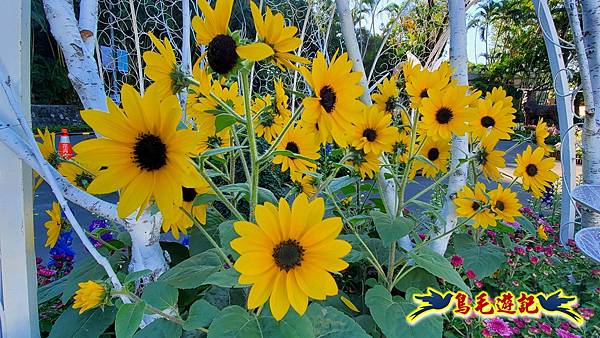 2025士林官邸菊展 (12).jpg