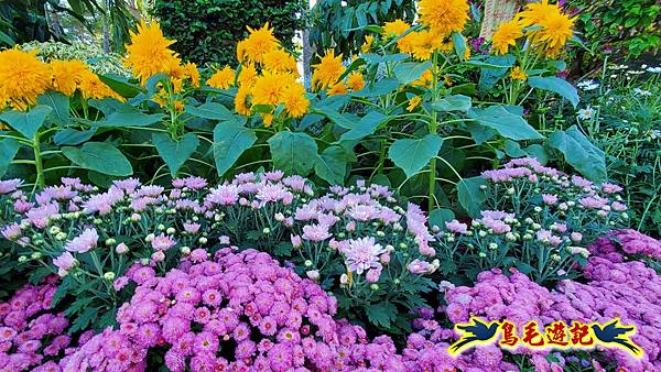 2025士林官邸菊展 (7).jpg