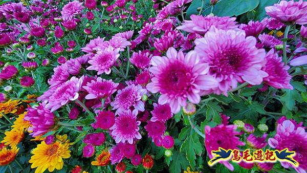 2025士林官邸菊展 (9).jpg