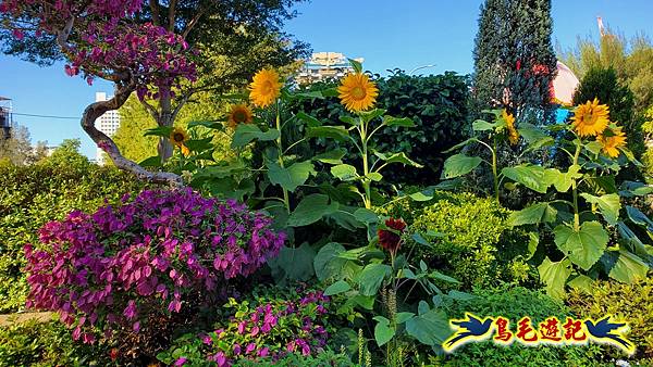 2025士林官邸菊展 (10).jpg