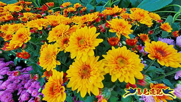 2025士林官邸菊展 (8).jpg