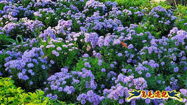 2025士林官邸菊展 (22).jpg