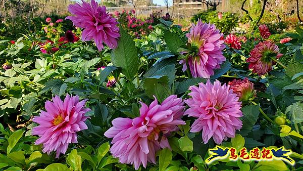 2025士林官邸菊展 (24).jpg