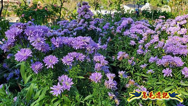 2025士林官邸菊展 (23).jpg