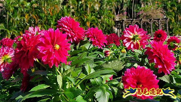 2025士林官邸菊展 (25).jpg