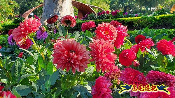 2025士林官邸菊展 (26).jpg