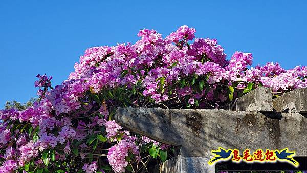 2025士林官邸菊展 (29).jpg