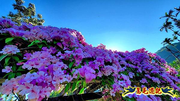 2025士林官邸菊展 (31).jpg