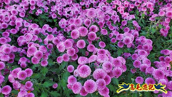 2025士林官邸菊展 (33).jpg