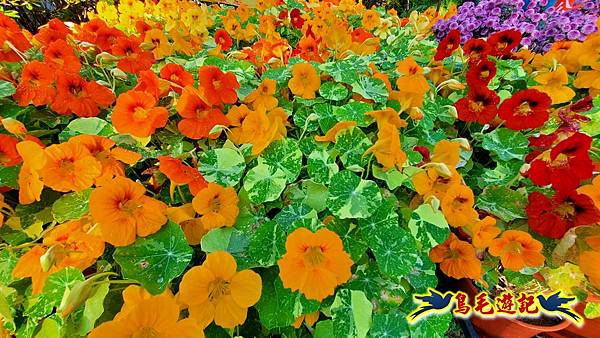 2025士林官邸菊展 (34).jpg