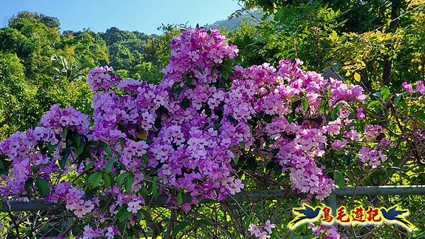 2025士林官邸菊展 (32).jpg