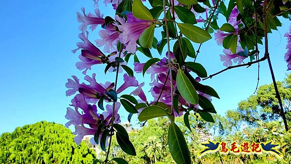 2025士林官邸菊展 (30).jpg