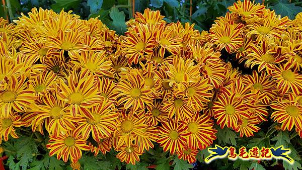 2025士林官邸菊展 (36).jpg