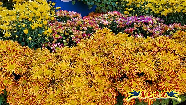 2025士林官邸菊展 (37).jpg