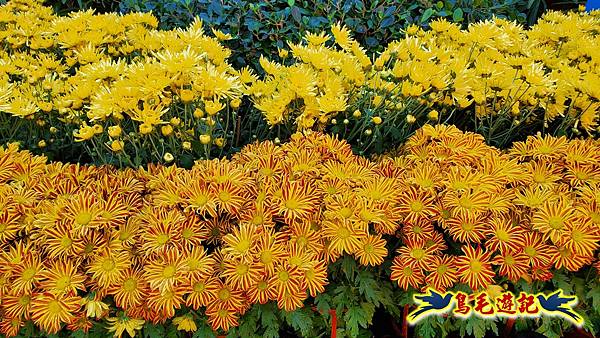 2025士林官邸菊展 (38).jpg