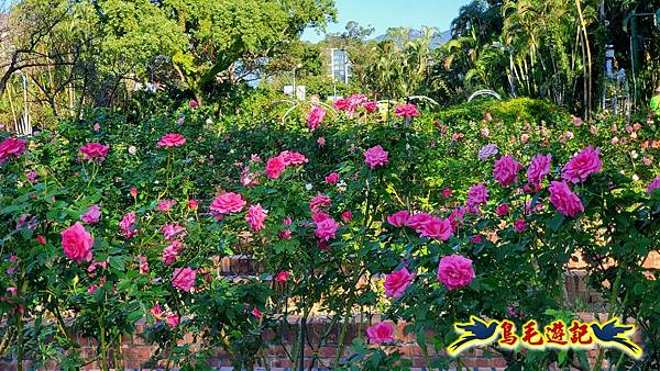 2025士林官邸菊展 (44).jpg