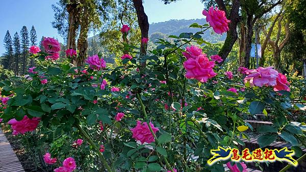 2025士林官邸菊展 (46).jpg