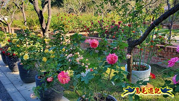 2025士林官邸菊展 (43).jpg