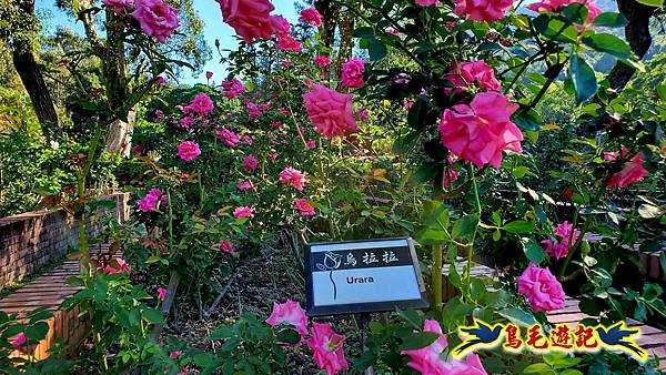 2025士林官邸菊展 (45).jpg