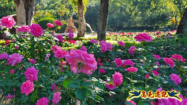 2025士林官邸菊展 (47).jpg