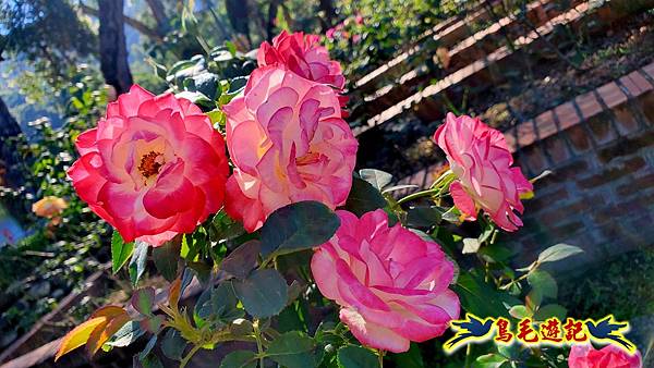 2025士林官邸菊展 (50).jpg