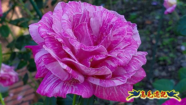 2025士林官邸菊展 (48).jpg