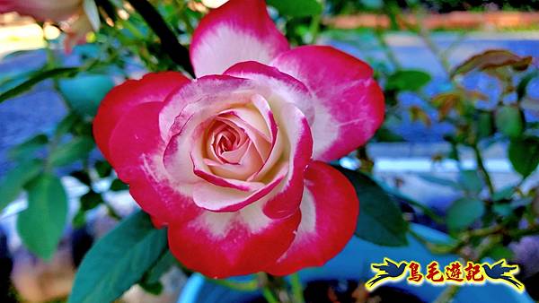 2025士林官邸菊展 (49).jpg